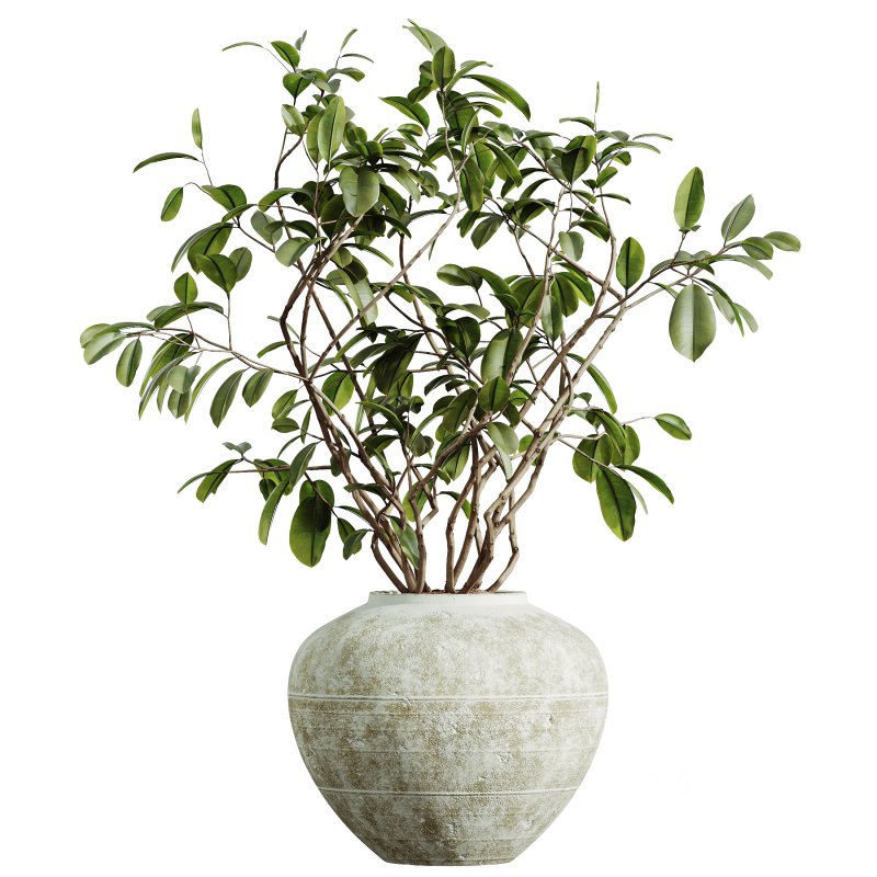 AV Indoor Plants Set 282 Japandi Minimalism Ficus Dracaena Marginata Image 4