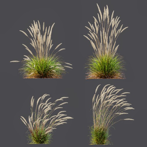 ntal grass hybrid that brings vertical elegance to any garden or architectural visualization. Originally cultivated in Germany and widely popularized across Europe and North America, this perennial grass features upright, feather-like plumes and narrow green blades that shift to golden hues in late summer. Its architectural form, graceful sway in the wind, and low-maintenance nature make it a favorite among designers looking to evoke movement, rhythm, and a naturalistic softness in modern landscapes.