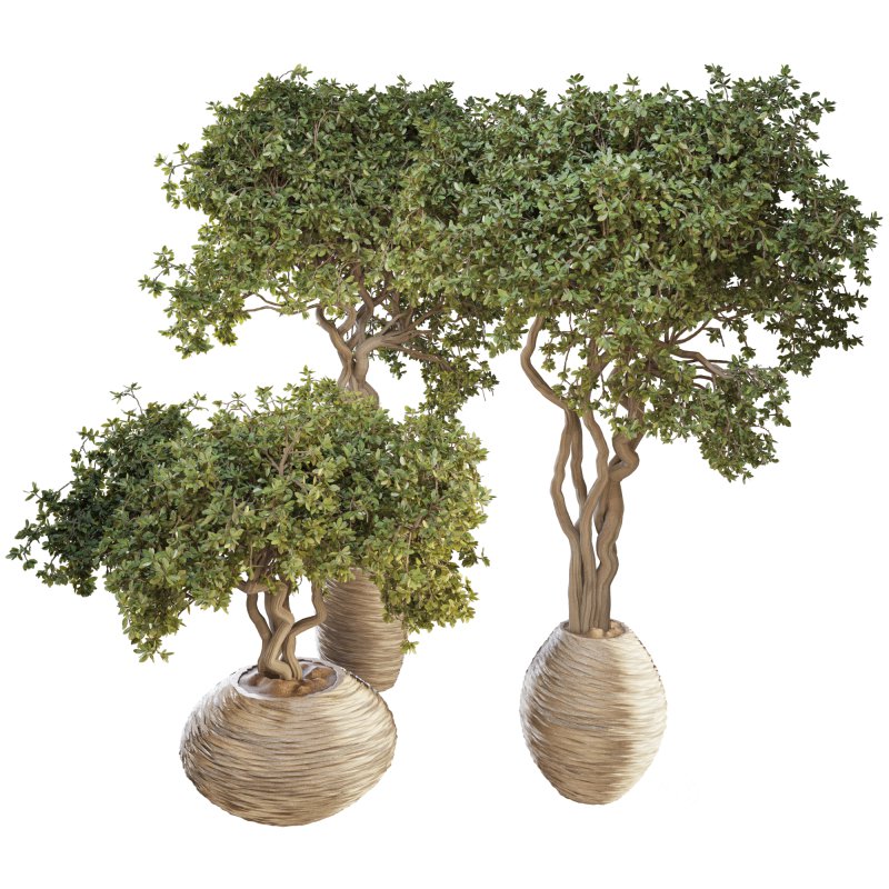 Indoor Plant Set 03 Image 2