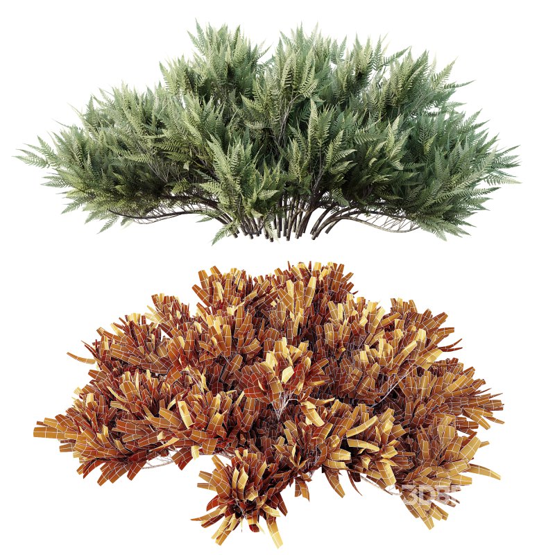 AV Plant Blue Sargent Juniper Parsoni Gallon Juniperus Sabina Chinensis Image 3