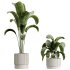 AV Indoor Plants Set 284 Banana Nicolai Yucca Palm Ficus Marginata - Thumbnail 3
