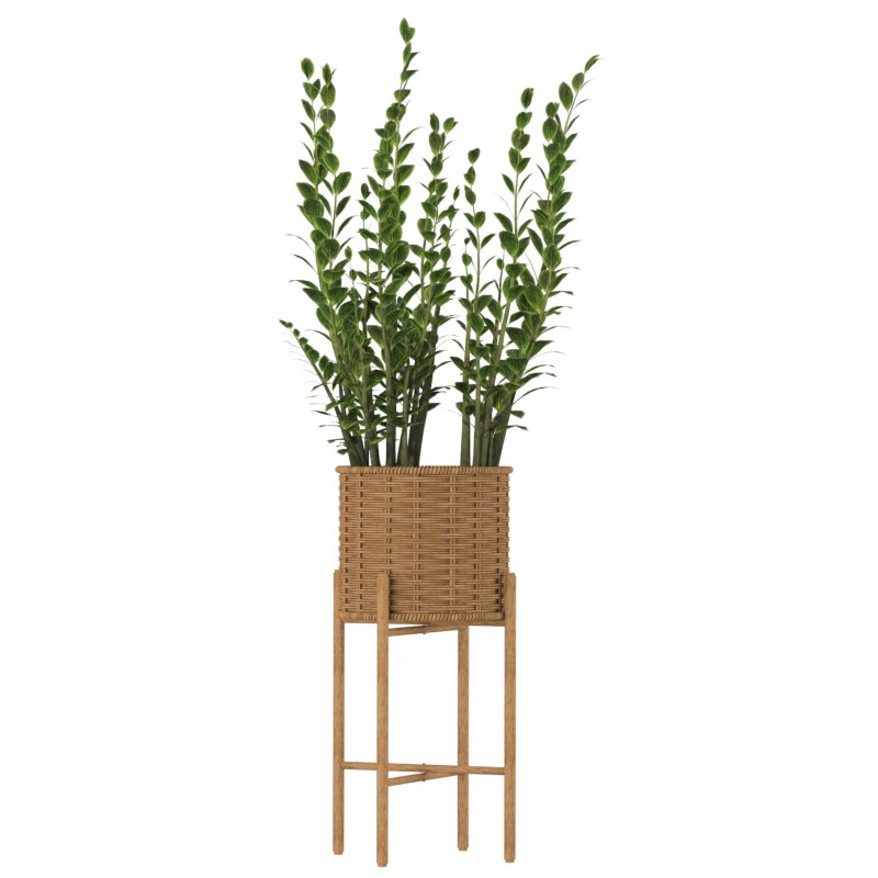 Zamioculcas Wicker Pot Image 2