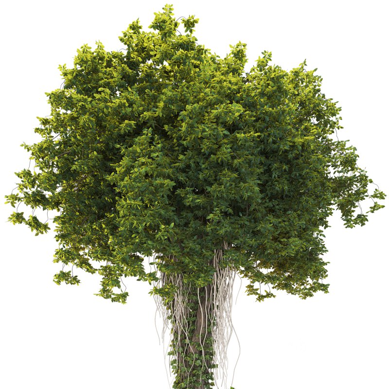 Decorative Indoor Plant and and Ivy Branches in Pot 02 Image 4