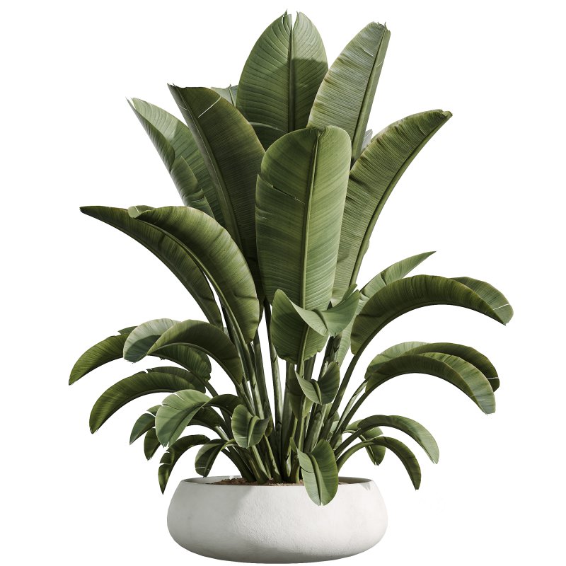 AV Indoor Plants Set 294 Ficus Marginata Olive Banana Nicolai Yucca Palm Ficus Benjamina Image 4