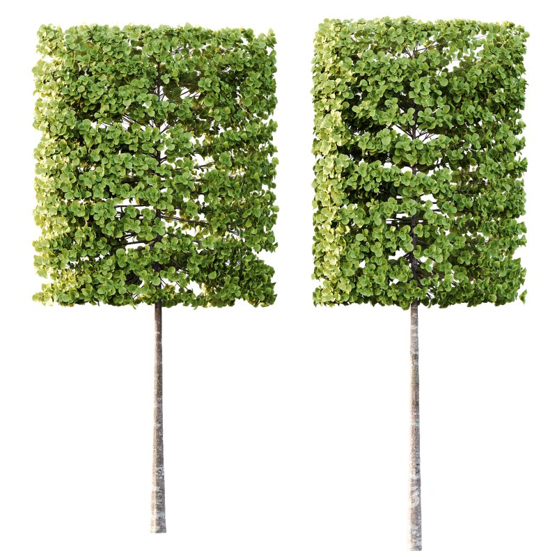 fagus sylvatica tree 17 Image 1