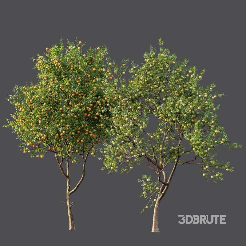 AV Fruit Trees Malus Pumila Apple Yellow and Citrus Sinensis Orange Arancio Image 8