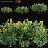 Pachystachys lutea -Lollipop plant – Golden shrimp plant 01 - Thumbnail 1