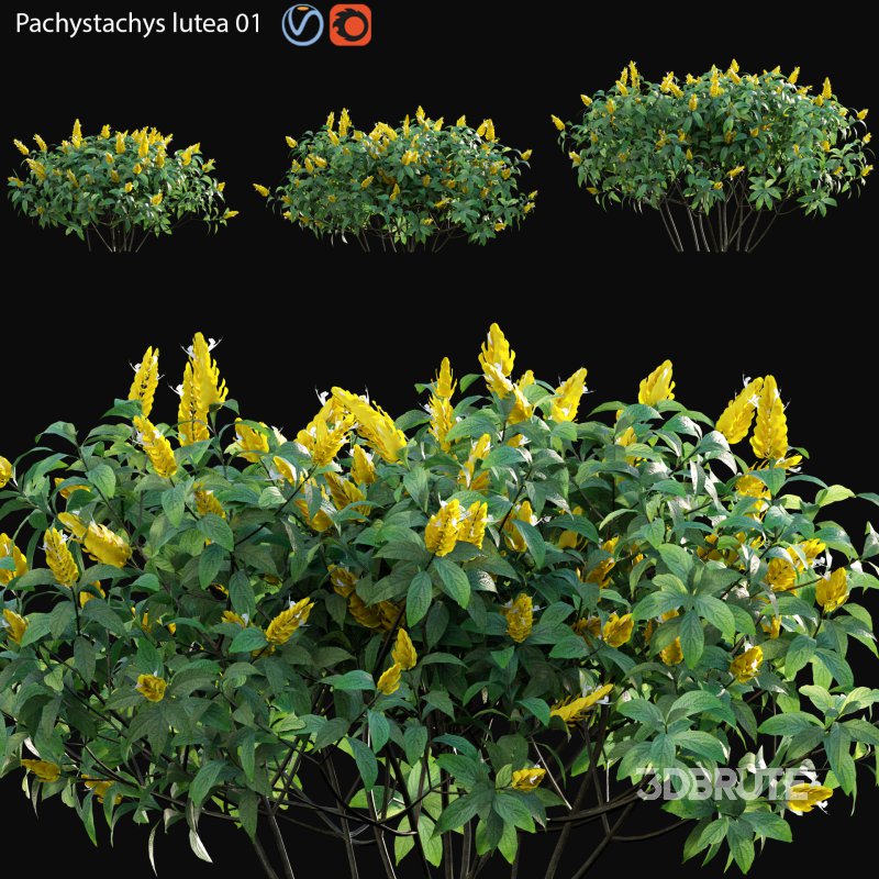 Pachystachys lutea -Lollipop plant – Golden shrimp plant 01 Image 1