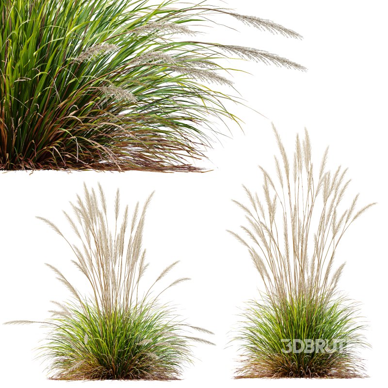 ntal grass hybrid that brings vertical elegance to any garden or architectural visualization. Originally cultivated in Germany and widely popularized across Europe and North America, this perennial grass features upright, feather-like plumes and narrow green blades that shift to golden hues in late summer. Its architectural form, graceful sway in the wind, and low-maintenance nature make it a favorite among designers looking to evoke movement, rhythm, and a naturalistic softness in modern landscapes. Image 8