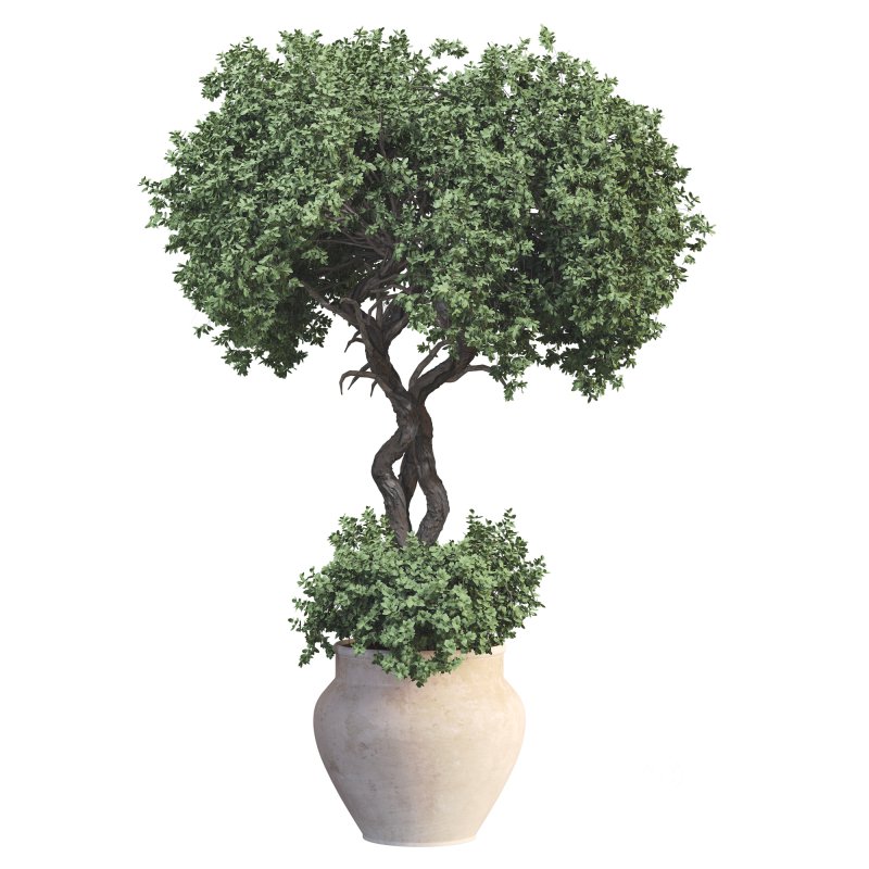 Outdoor Plant 09 Image 3