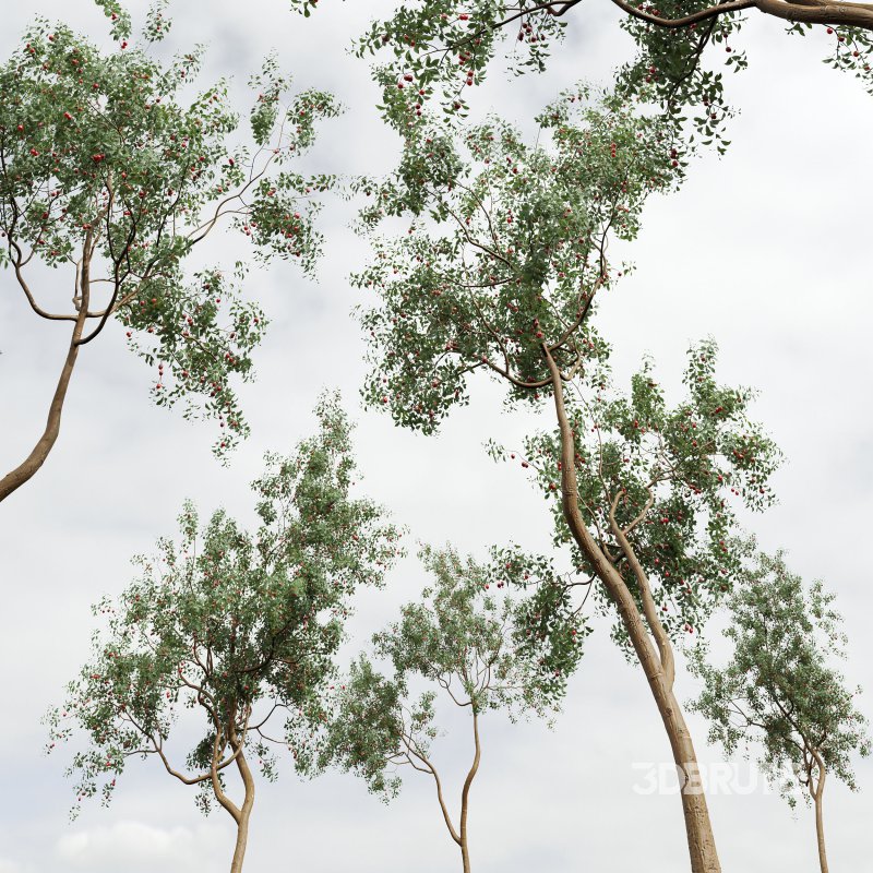 ntal and culinary value. Image 8