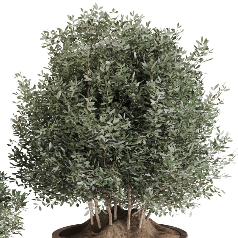 Outdoor Tree Collection in Pot 02 Image 6