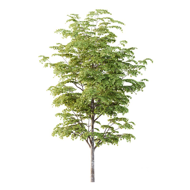 fagus sylvatica tree 12 Image 2