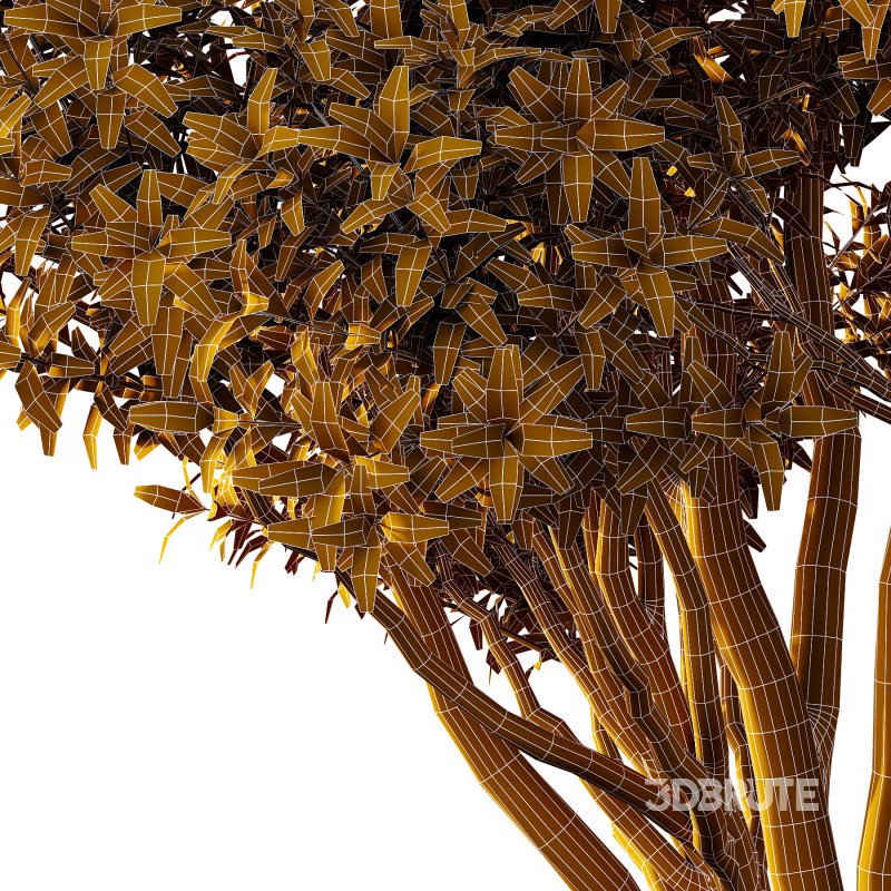 Different Trees 20 Image 5