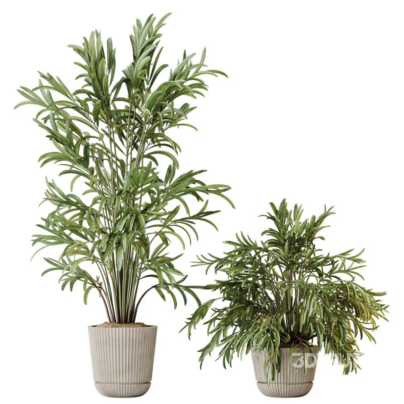 AV Indoor Plants Set 304 Areca Palm and Dracaena Marginata and Lemon Dragon and Ficus Image 3