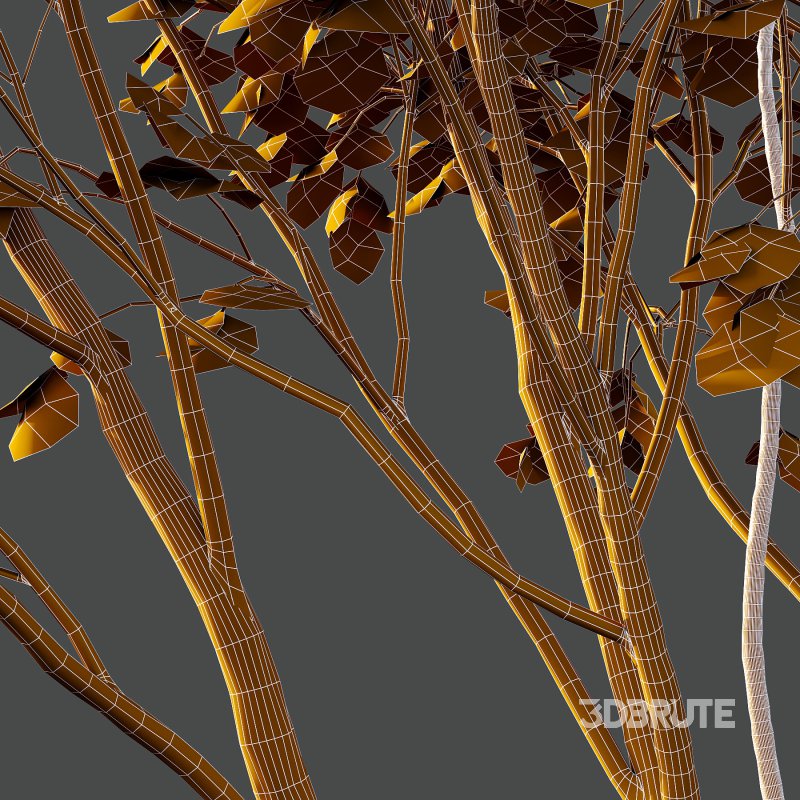 Different Trees 40 Image 6