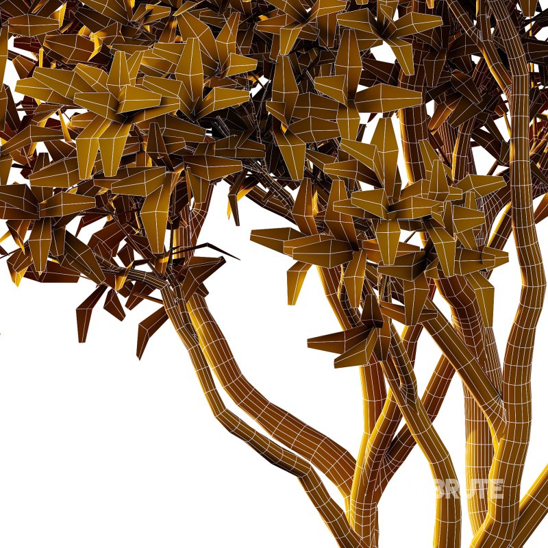 Different Trees 29 Image 6