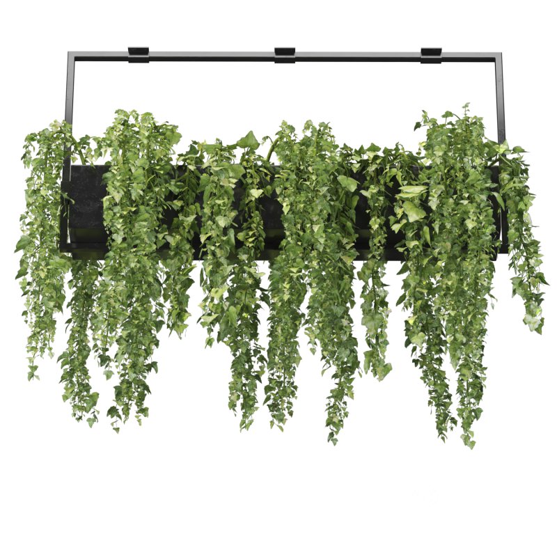 English ivy hanging pot Image 1