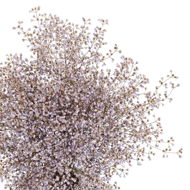Minimal Bloom Gypsophila Arrangement Image 6