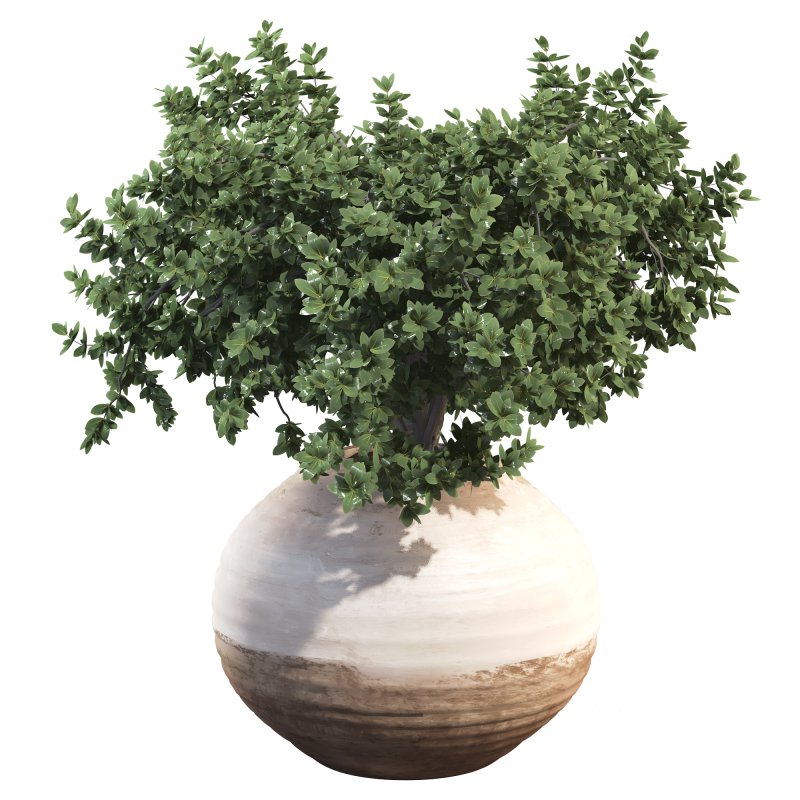 Outdoor Bush Collection in Pot 08 Image 5