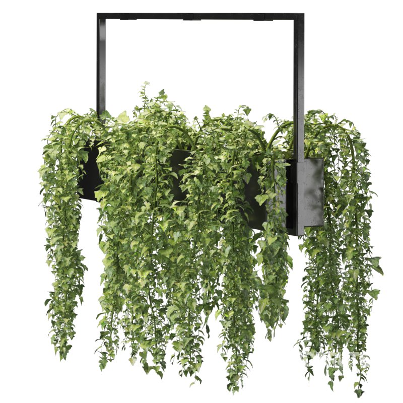 English ivy hanging pot Image 2