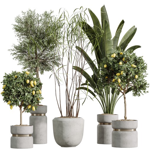 AV Indoor Plants Set 288 Fruit Lemon Tree and Banana Nicolai and Ficus Dracaena Marginata and Olive