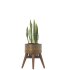 Sansevieria Plant Set - Thumbnail 7
