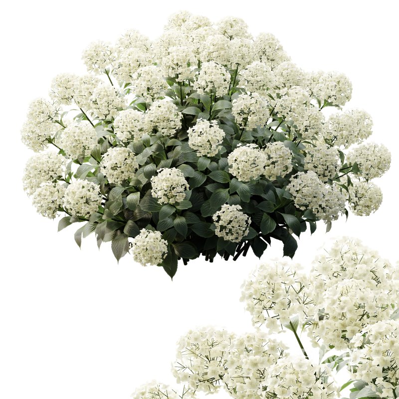 ntal appeal. Known as the “Garden Gate” hydrangea, this species is celebrated for its large spherical flower heads that bloom in a range of colors—white, blue, pink, purple, and yellow—making it one of the most versatile flowering shrubs for landscaping and decorative design. Its broad, glossy green leaves and abundant floral clusters bring a sense of freshness, romance, and elegance to both exterior gardens and indoor visualizations. Meticulously modeled with 4K textures, the asset ensures botanical accuracy, realistic shading, and excellent performance for high-quality renders. Image 1