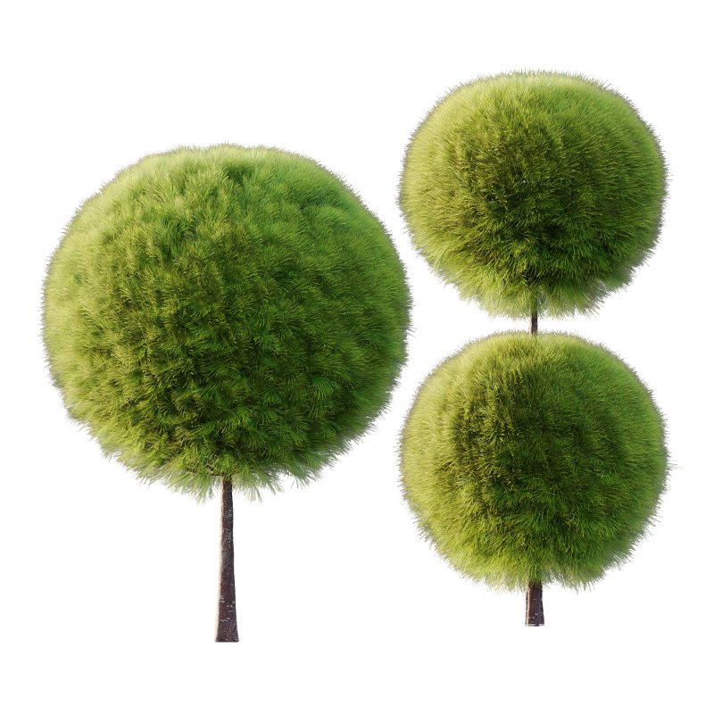 Juniperus scopulorum Tree 03 Image 4