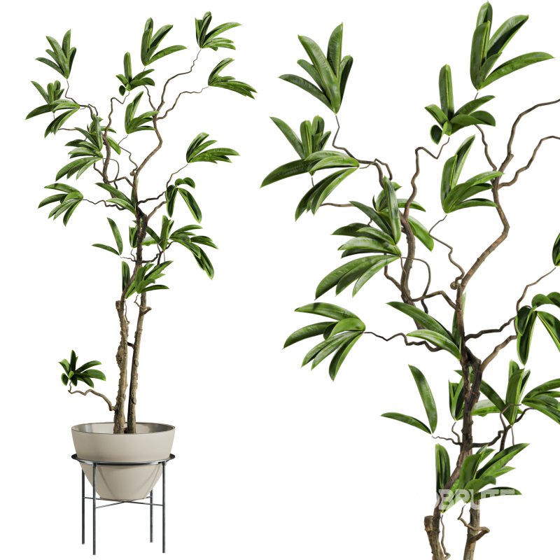 potted plant Image 4