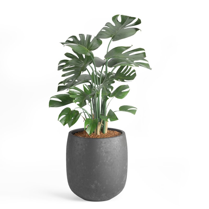 Indoor Plant and Fountains Image 2