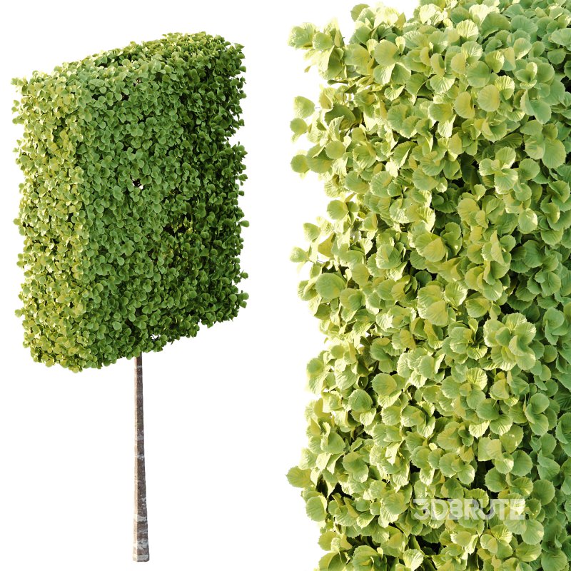 fagus sylvatica tree 16 Image 5