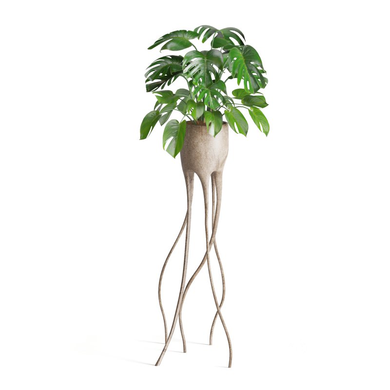 Indoor Plant Monstera in Weird constructed haphazard roots Pot Image 2