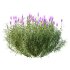 plant bush Flower Lavandula Stoechas 03 - Thumbnail 5