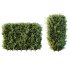 ntal topiary work. Its ability to withstand pollution and frequent trimming makes it a popular solution for urban landscapes and structured green spaces. - Thumbnail 6
