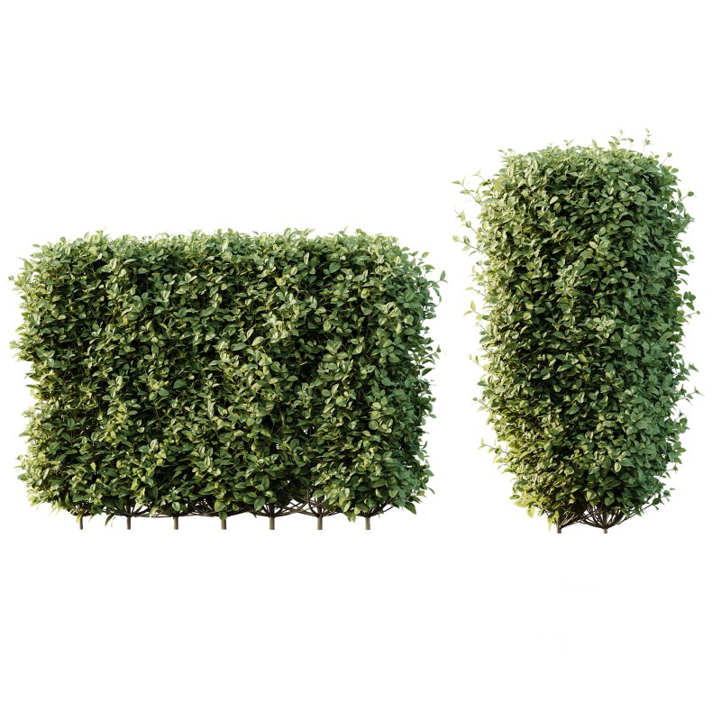 ntal topiary work. Its ability to withstand pollution and frequent trimming makes it a popular solution for urban landscapes and structured green spaces. Image 6