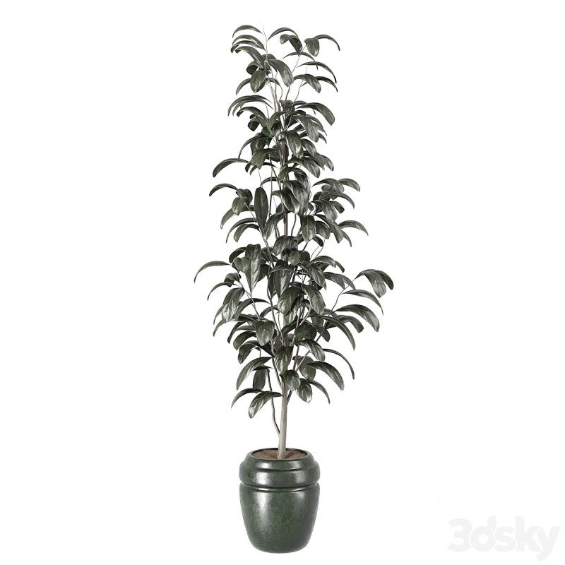 indoor plant 001 Image 2