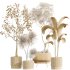 AV Indoor Plants Set 291Ficus Marginata and Banana Nicolai and Yucca Palm - Thumbnail 7
