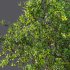 AV Fruit Trees Prunus Salicina Plum Pflaume and Pear Pyrus Communis - Thumbnail 7