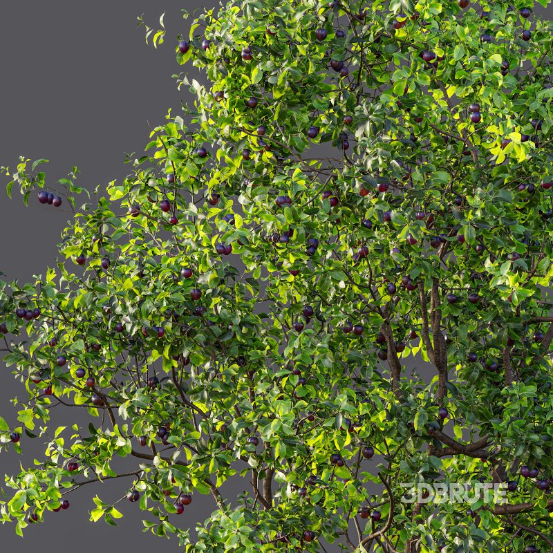 AV Fruit Trees Prunus Salicina Plum Pflaume and Pear Pyrus Communis Image 7