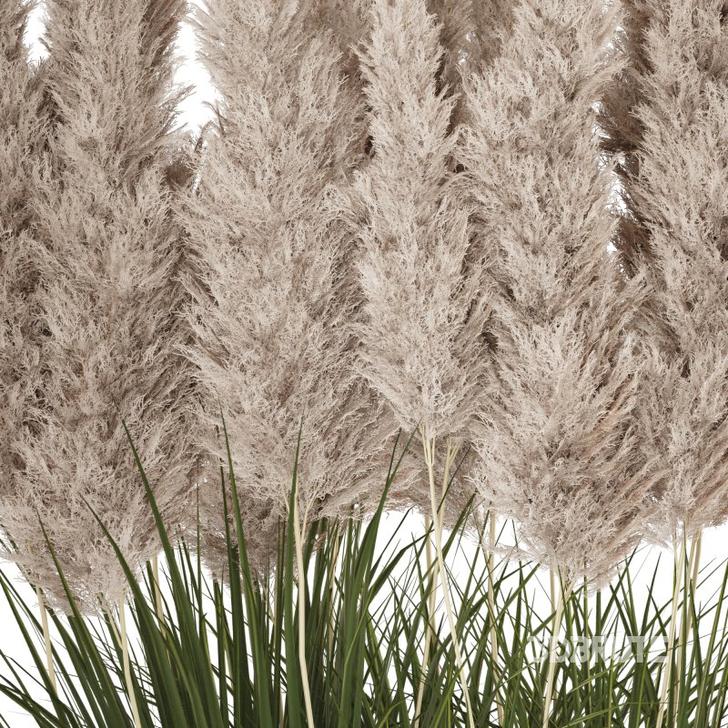 Pampas and Grass in Pot Image 2