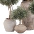 Outdoor Tree Collection in pot 01 - Thumbnail 4