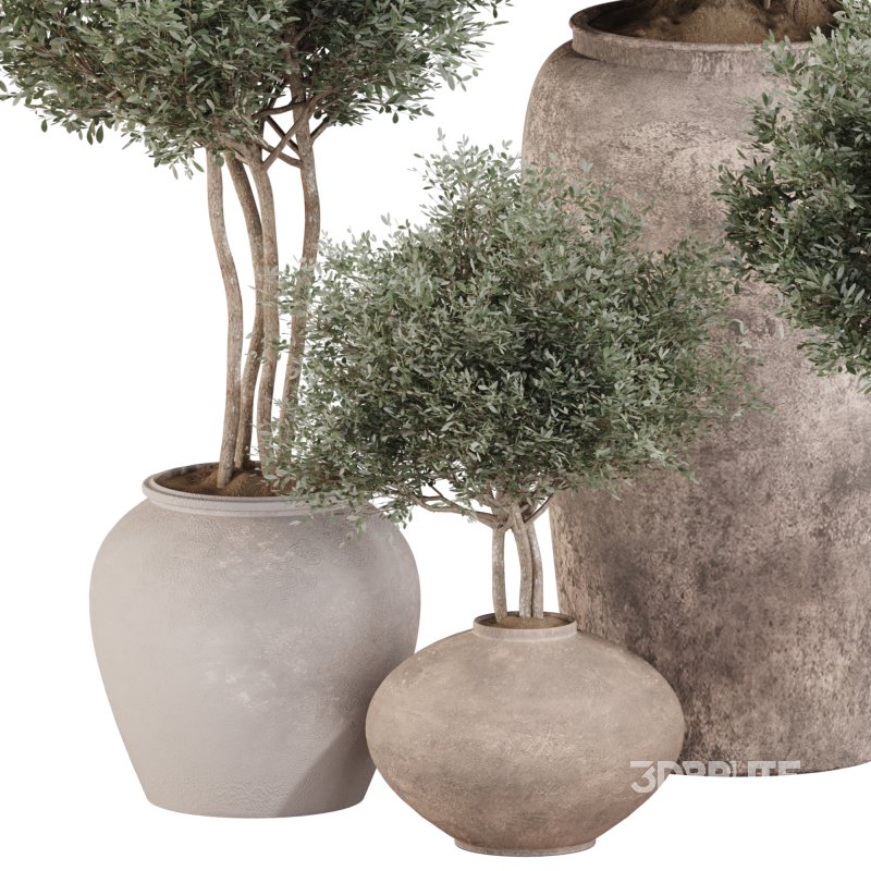 Outdoor Tree Collection in pot 01 Image 4