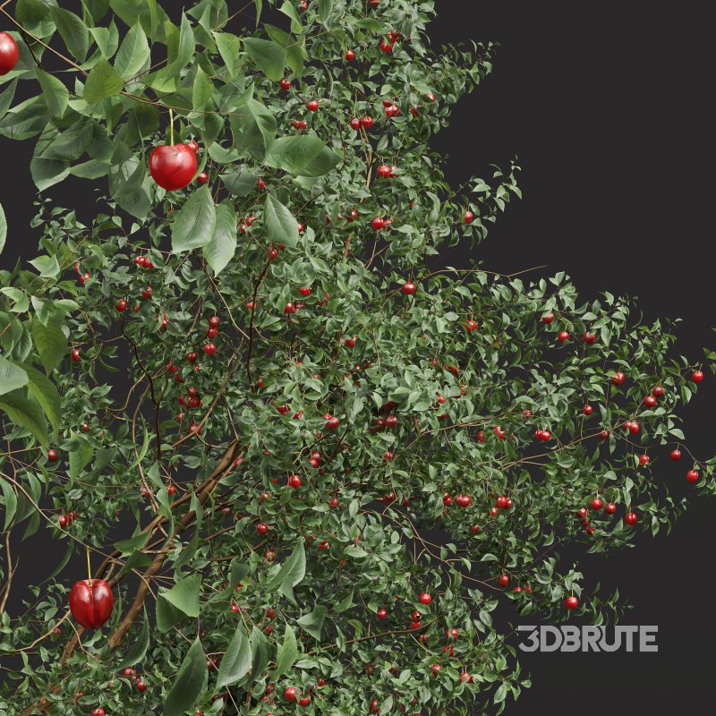 ntal and culinary value. Image 2