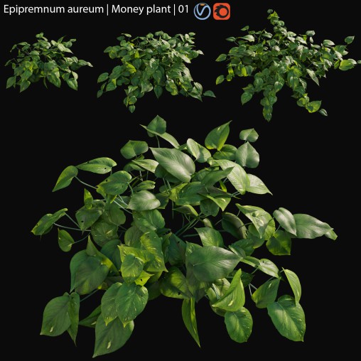 Epipremnum aureum – Money plant – 01
