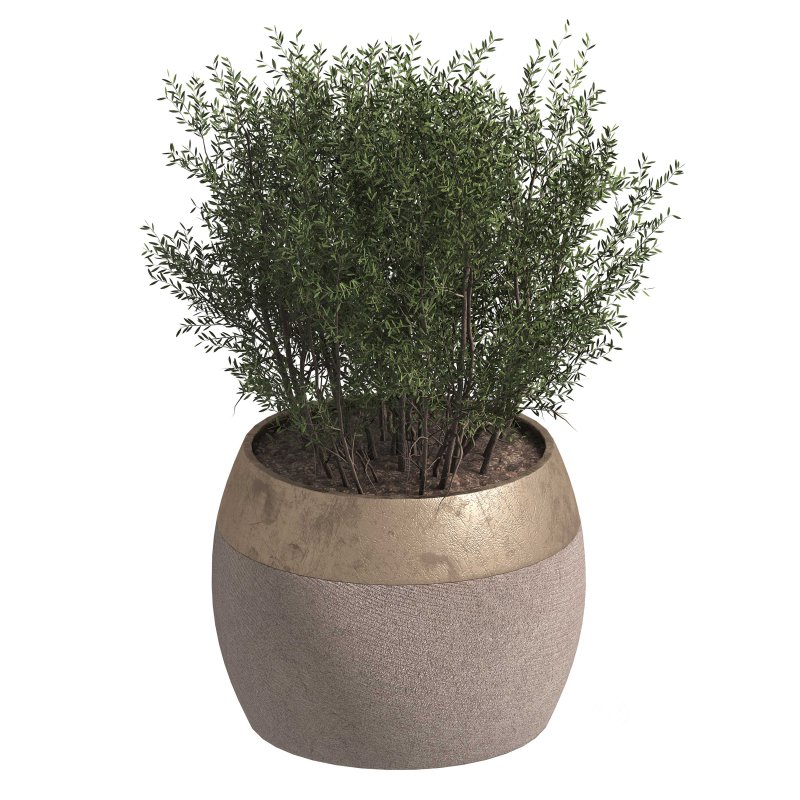 Indoor plant 003 Image 1