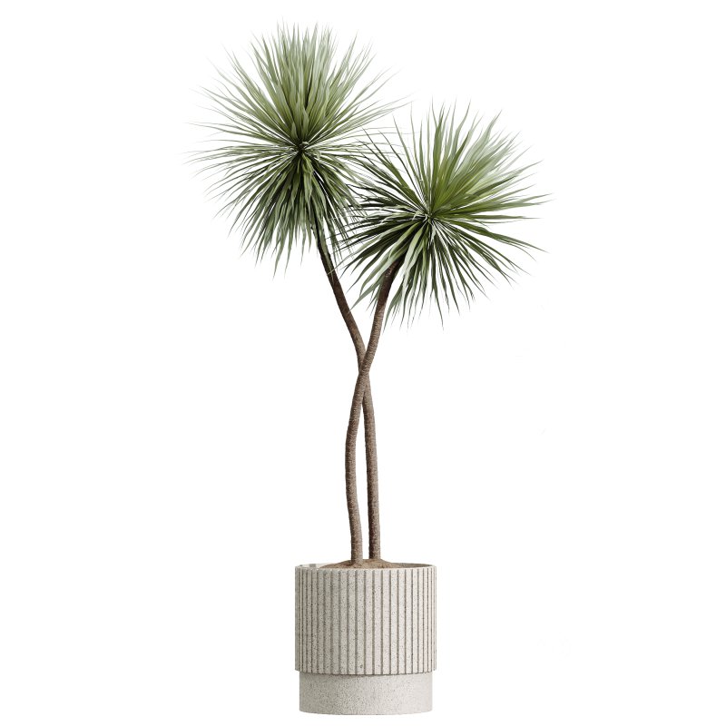 AV Indoor Plants Set 284 Banana Nicolai Yucca Palm Ficus Marginata Image 2