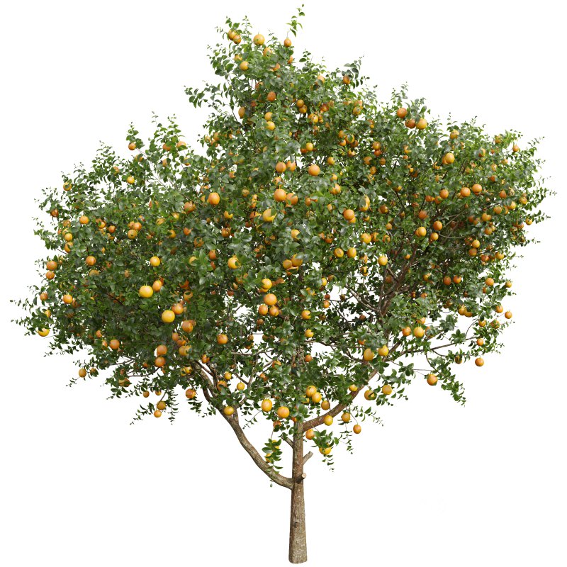 AV Fruit trees Punica Granatum Pomegranate and Citrus Sinensis Orange Arancio Image 3