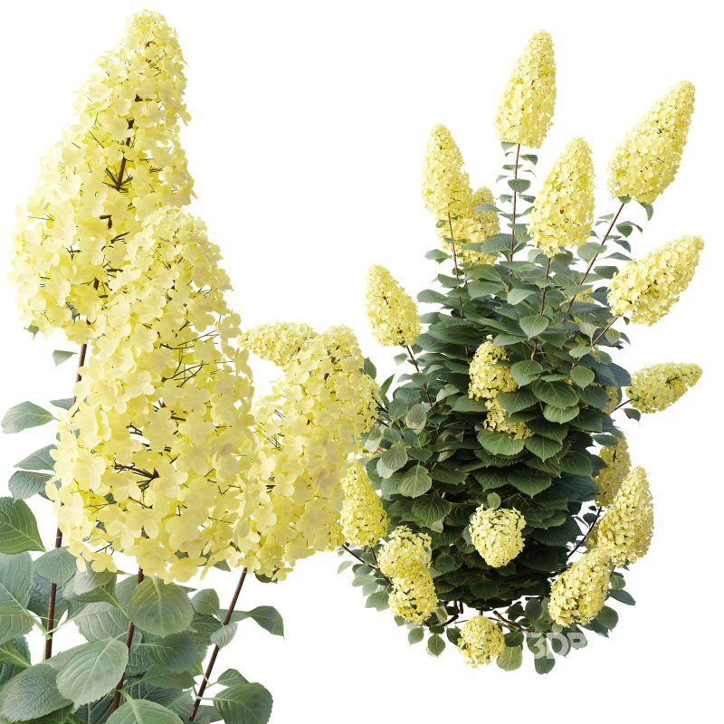 ntal shrub admired for its large conical flower clusters and lush foliage. The Levana and Trawberry Melba cultivars are celebrated for their abundant blooms, beginning in creamy white tones and gradually maturing into soft pastel shades, creating an elegant seasonal transition. With its upright growth habit and vibrant green leaves, Hydrangea Paniculata adds volume, freshness, and ornamental richness to garden landscapes and architectural visualizations. Carefully crafted with high polygon detail and 4K textures, this model ensures botanical accuracy and lifelike realism for both close-up and large-scale scenes. Image 2
