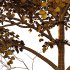 fagus sylvatica tree 07 - Thumbnail 2